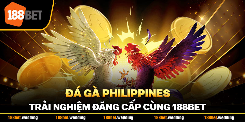 Đá Gà Philippines - Trải Nghiệm Đăng Cấp Cùng 188BET